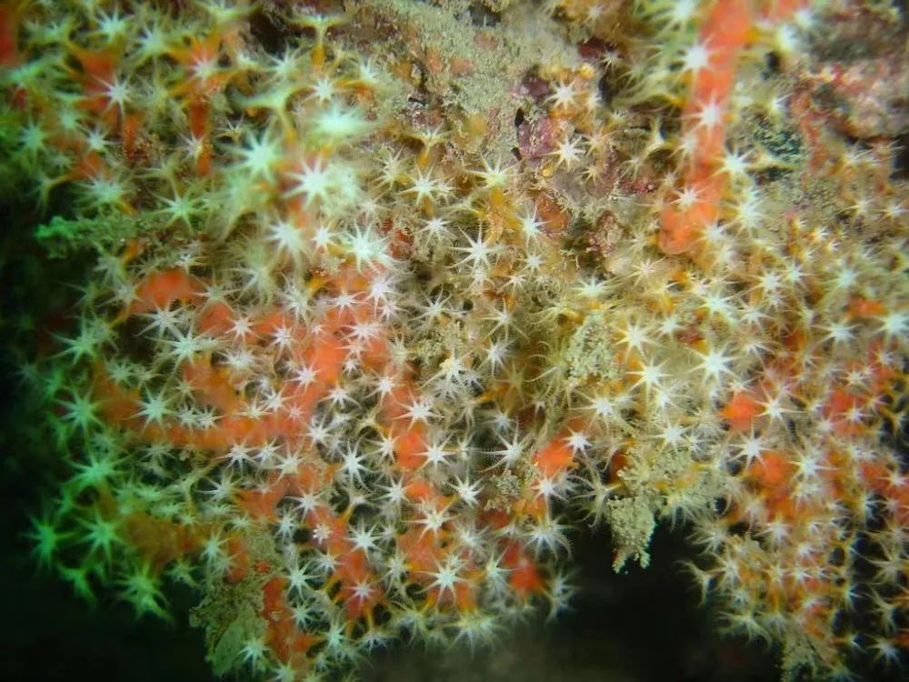 红珊瑚是深海中的千年灵物,深海精灵红珊瑚的万般风情