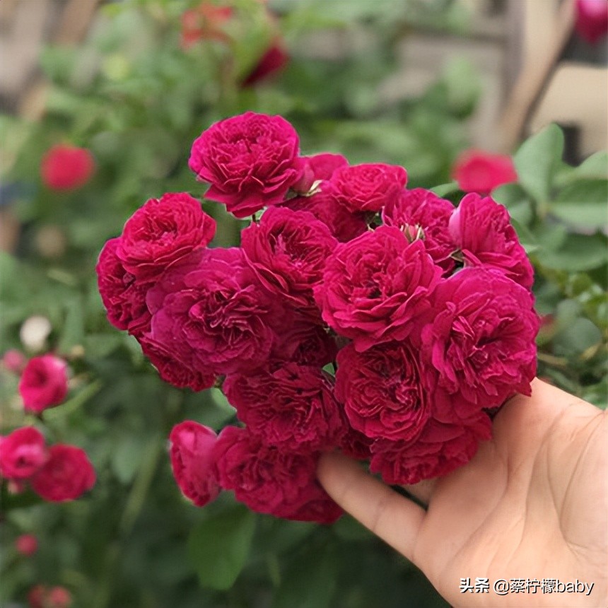 路边的蔷薇花是什么品种,哪个品种蔷薇花最好看最香