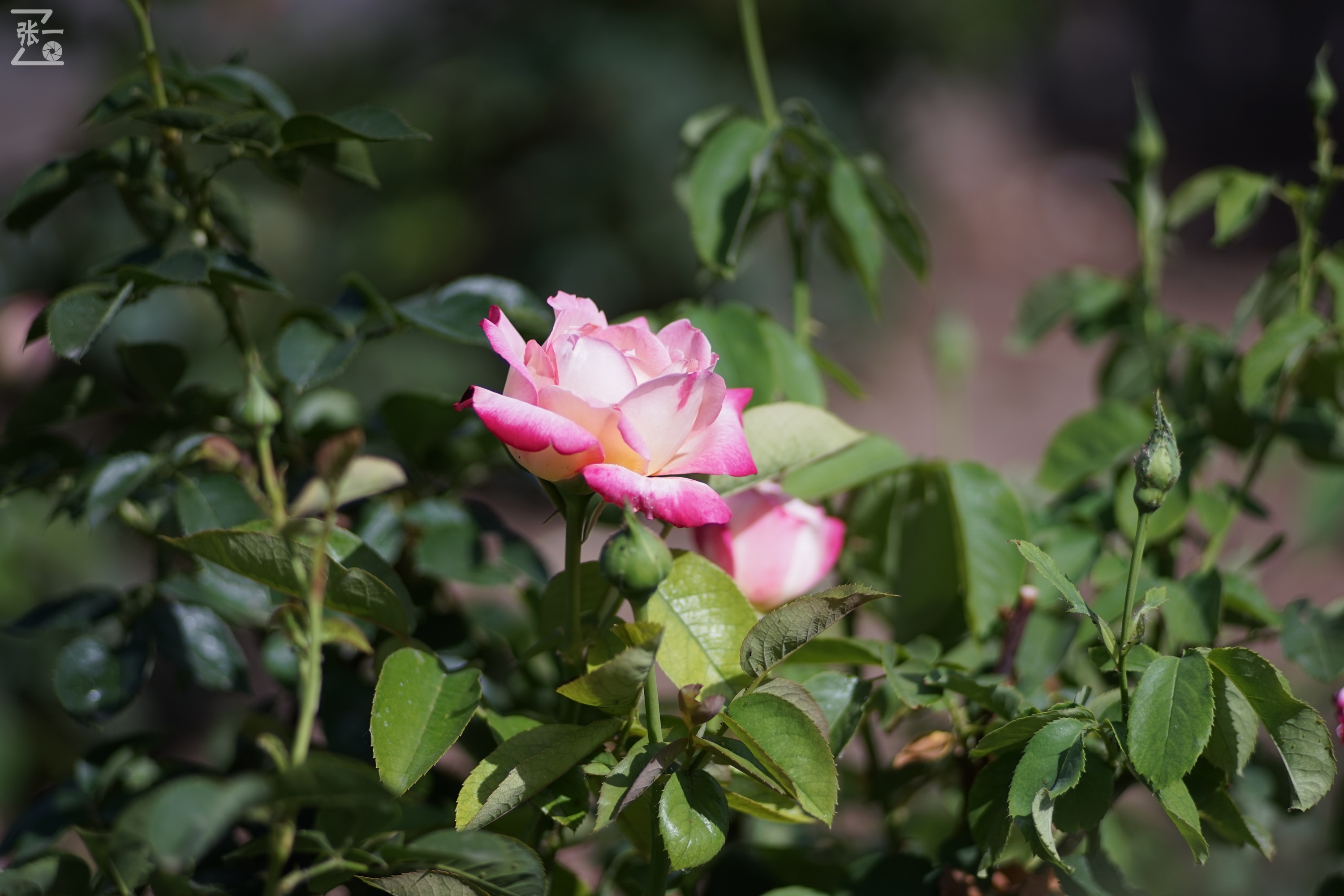 蔡司sonnar50毫米,蔡司sonnar镜头生产年份