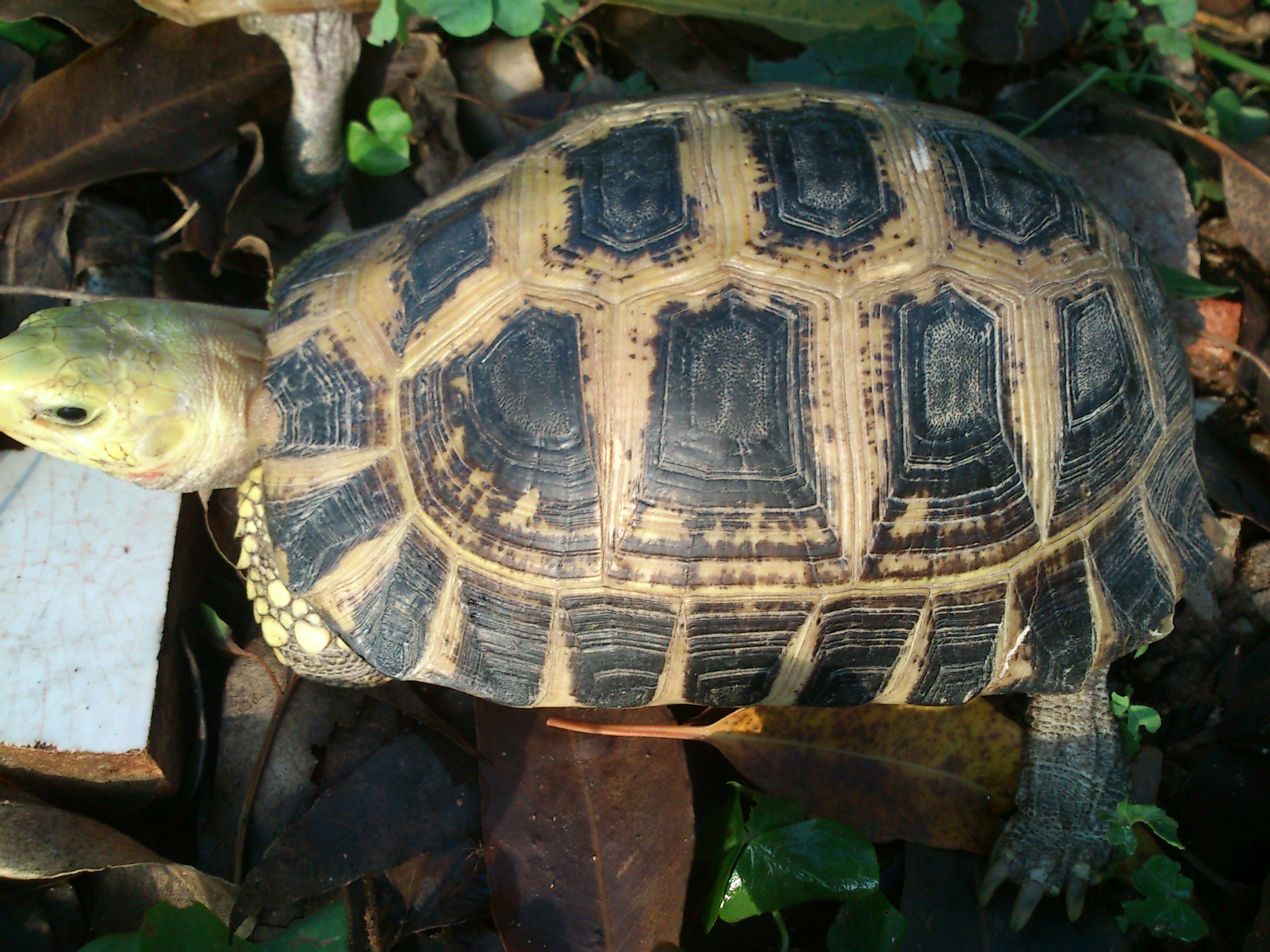 素食宠物食品,素食宠物零食有哪些品种