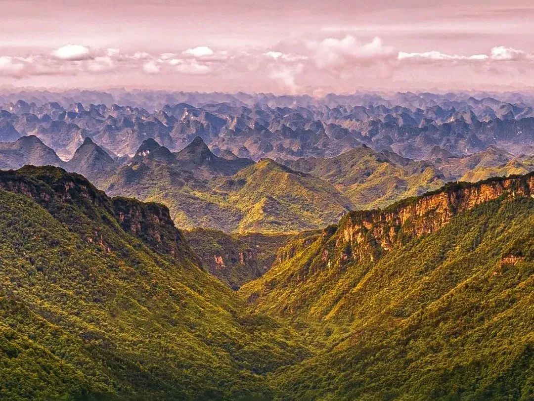 大明山有机绿茶,弱水三千只取一杯茶