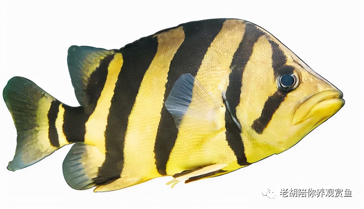 金头过背金龙鱼怎么饲养,如何饲养蓝底过背金龙鱼