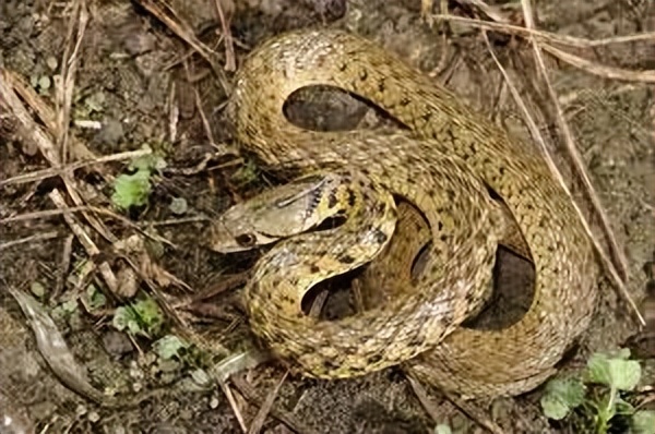 丛林探险美食大全,真正的丛林美食有哪些