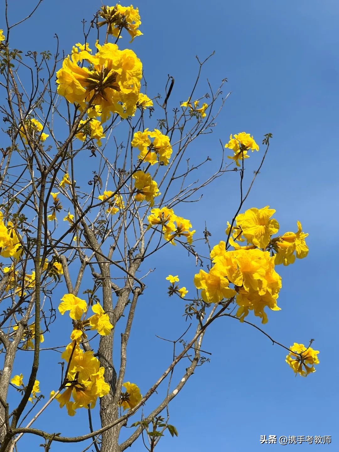 黄花风铃木品种介绍,黄花风铃木生长缓慢
