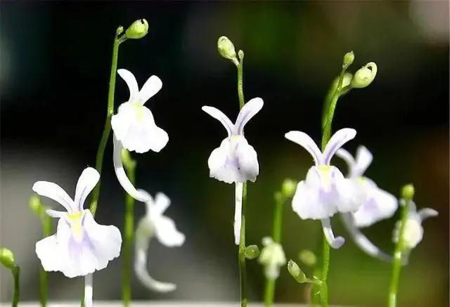 狸藻花图片大全,可爱的狸藻花图片