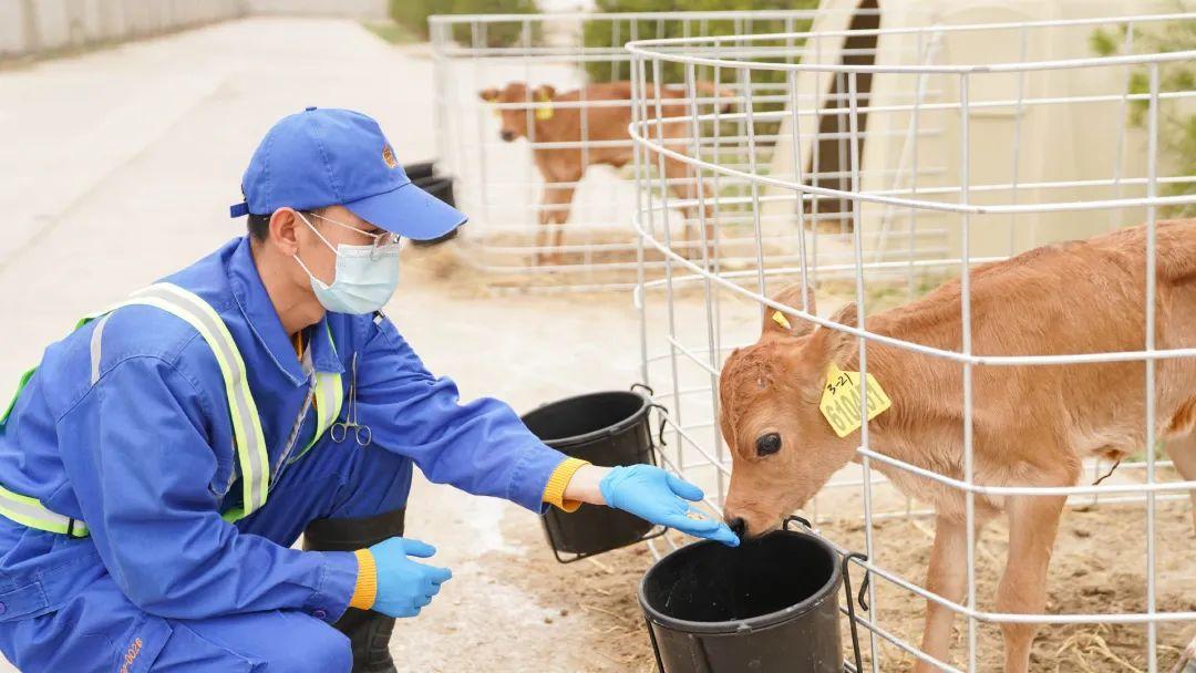 认养一头牛营销策略成功的原因,认养一头牛的创新发展之路