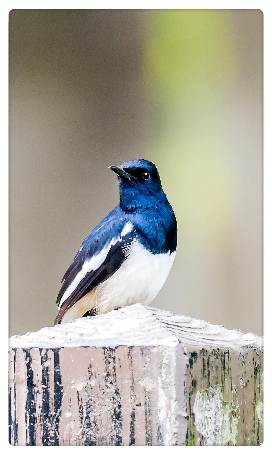 上海国际汽车城安亭,上海安亭国际汽车城