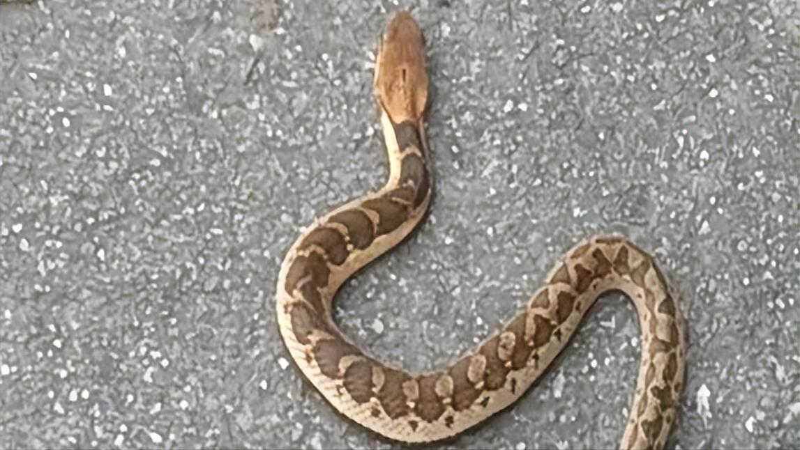 中国十大毒蛇纪录片完整版,中国哪个省毒蛇多