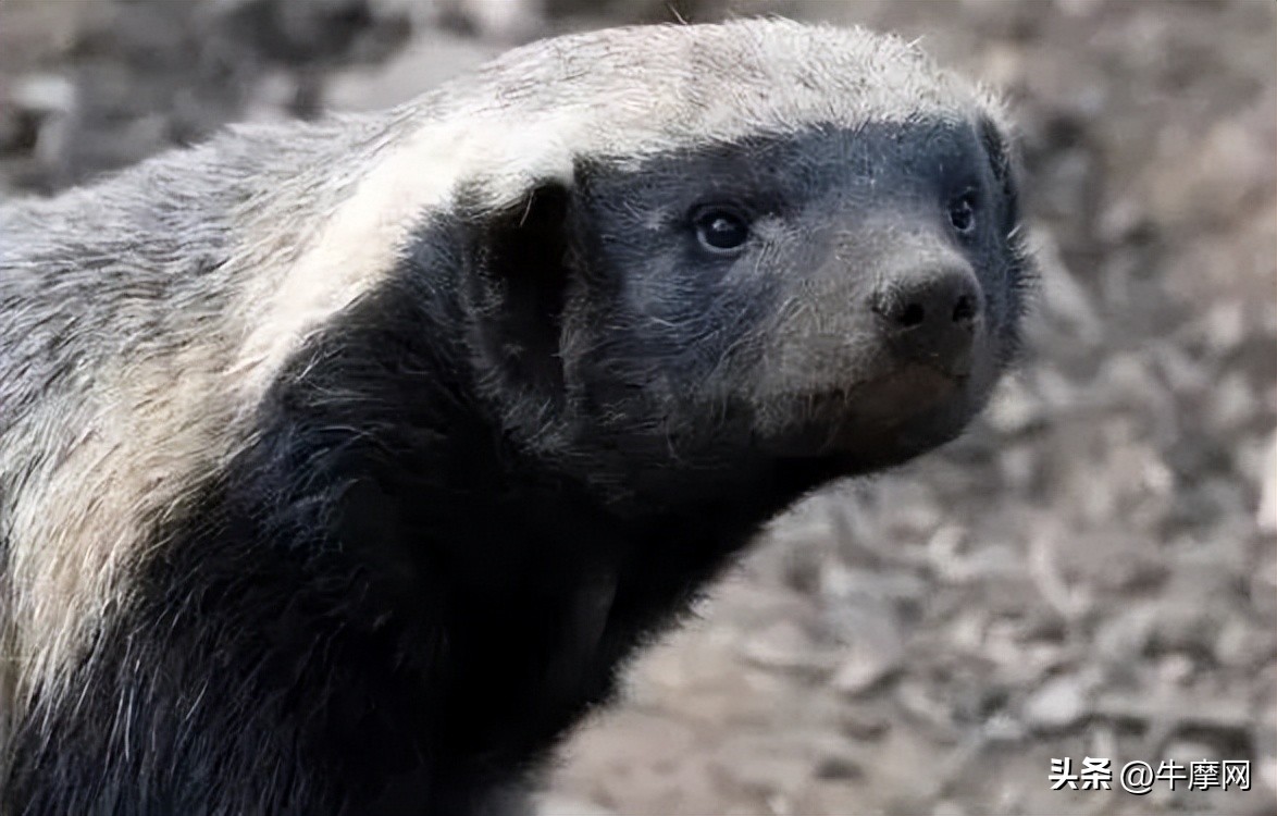 银钢蜜獾150回头率,银钢蜜獾150极速测试