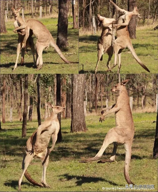 《独行月球》里的肌肉袋鼠“刚子”，真的能踹飞沈腾吗？