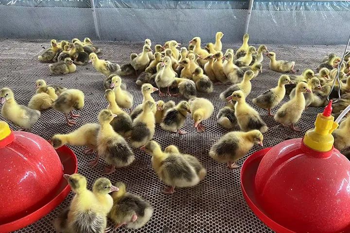 鸭鸭品牌短款加厚羽绒服,鸭鸭羽绒服活动现场