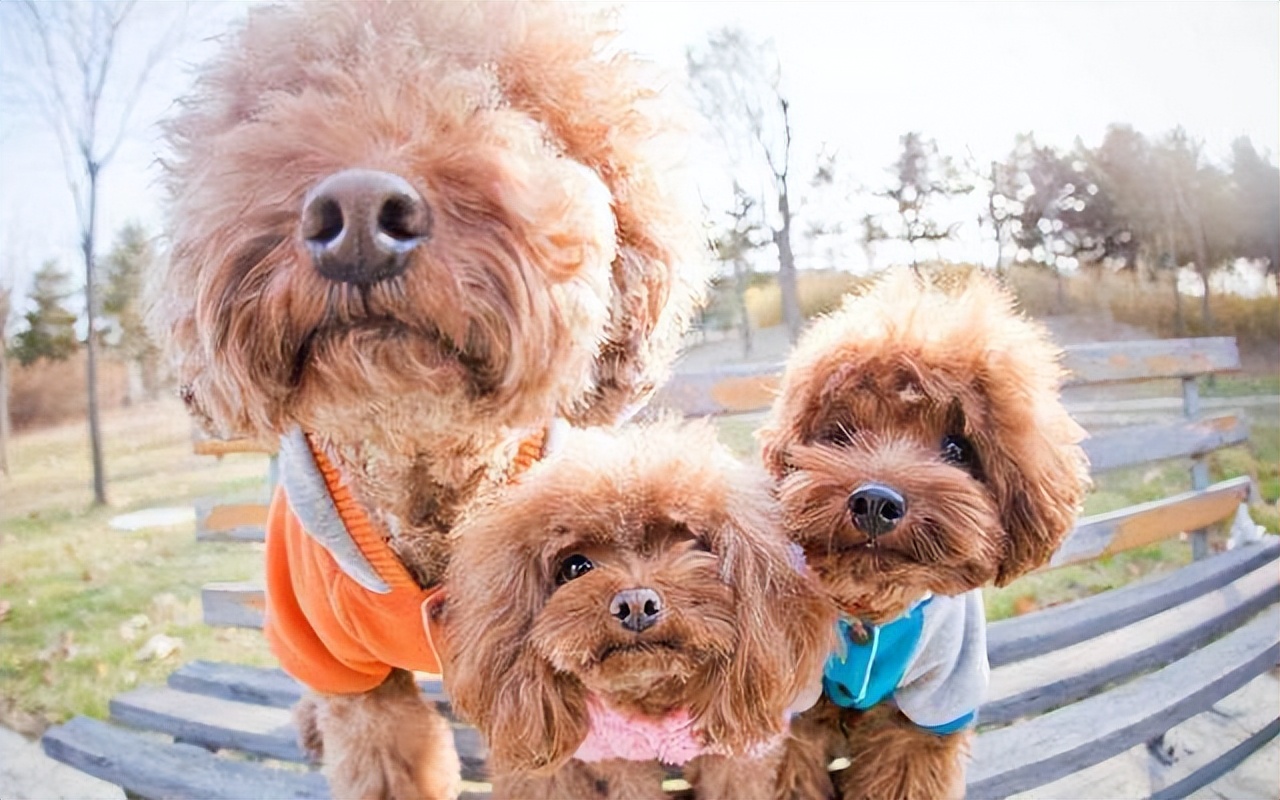 泰迪的七种缺点,黑泰迪的优点与缺点