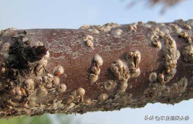 昆虫和害虫种类,昆虫和害虫的分类