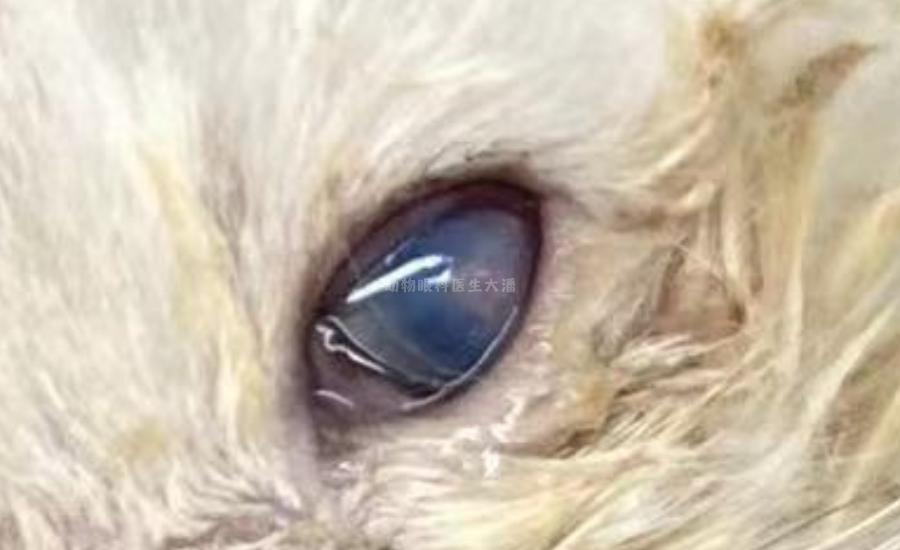 猫角膜穿孔用什么抗生素眼药水,猫角膜穿孔修复过程