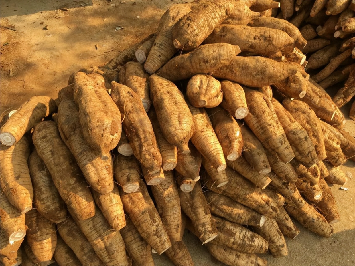 广西梧州市藤县特产粉葛,粉葛藤县