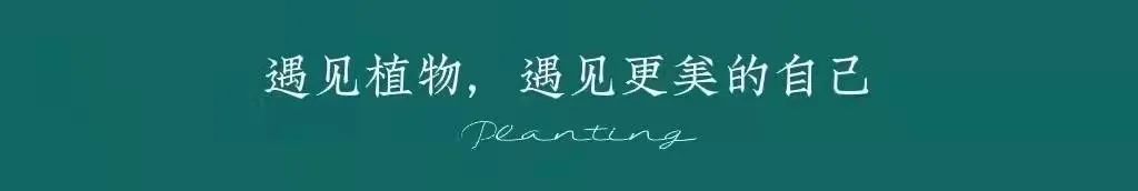 假日公主月季视频,假日公主月季好种吗
