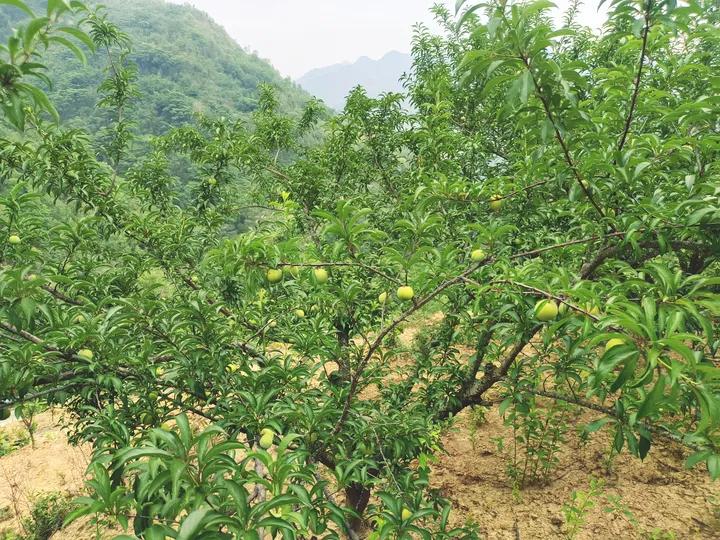 农村小伙回乡创业种果树,三个农村小伙回乡创业建果园