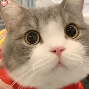 猫咪绝育有什么坏处和好处吗,拉布拉多公犬做绝育的好处和坏处