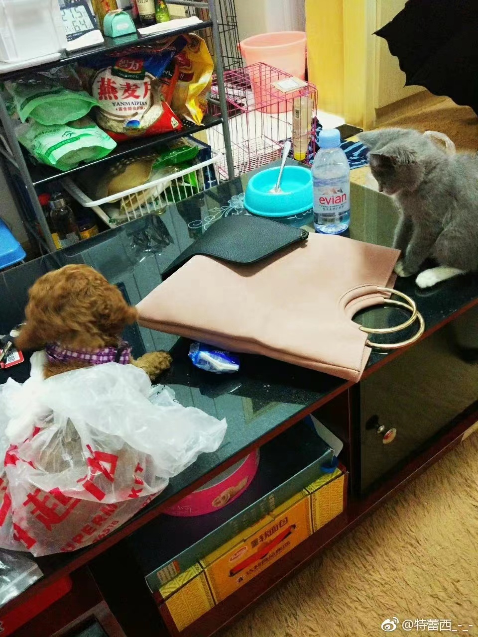 养猫记全集播放,恋猫记2