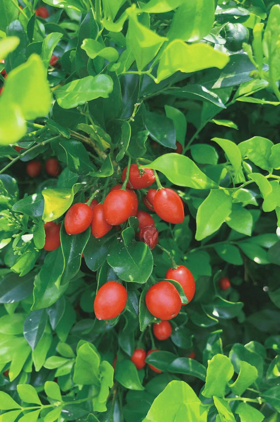 木兰风光好去处•达人带你去旅游|山环水绕清流如带——张洋村，一个藏在新县里的小村庄