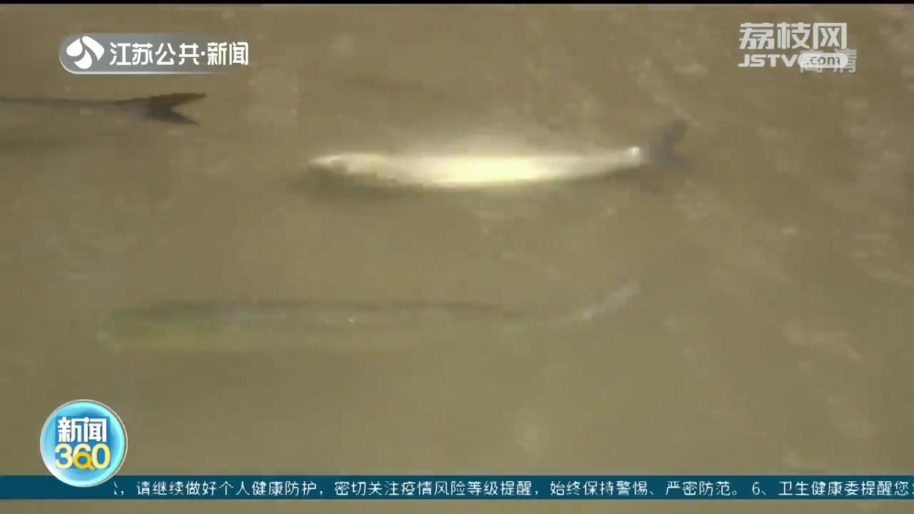 长江生态保护和绿色发展视频,生态环境高质量发展长江