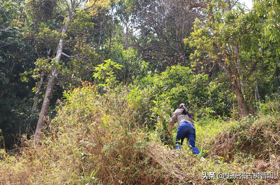 普洱茶每个步骤都需要精湛的工艺,了解普洱茶的必备知识有哪些方面