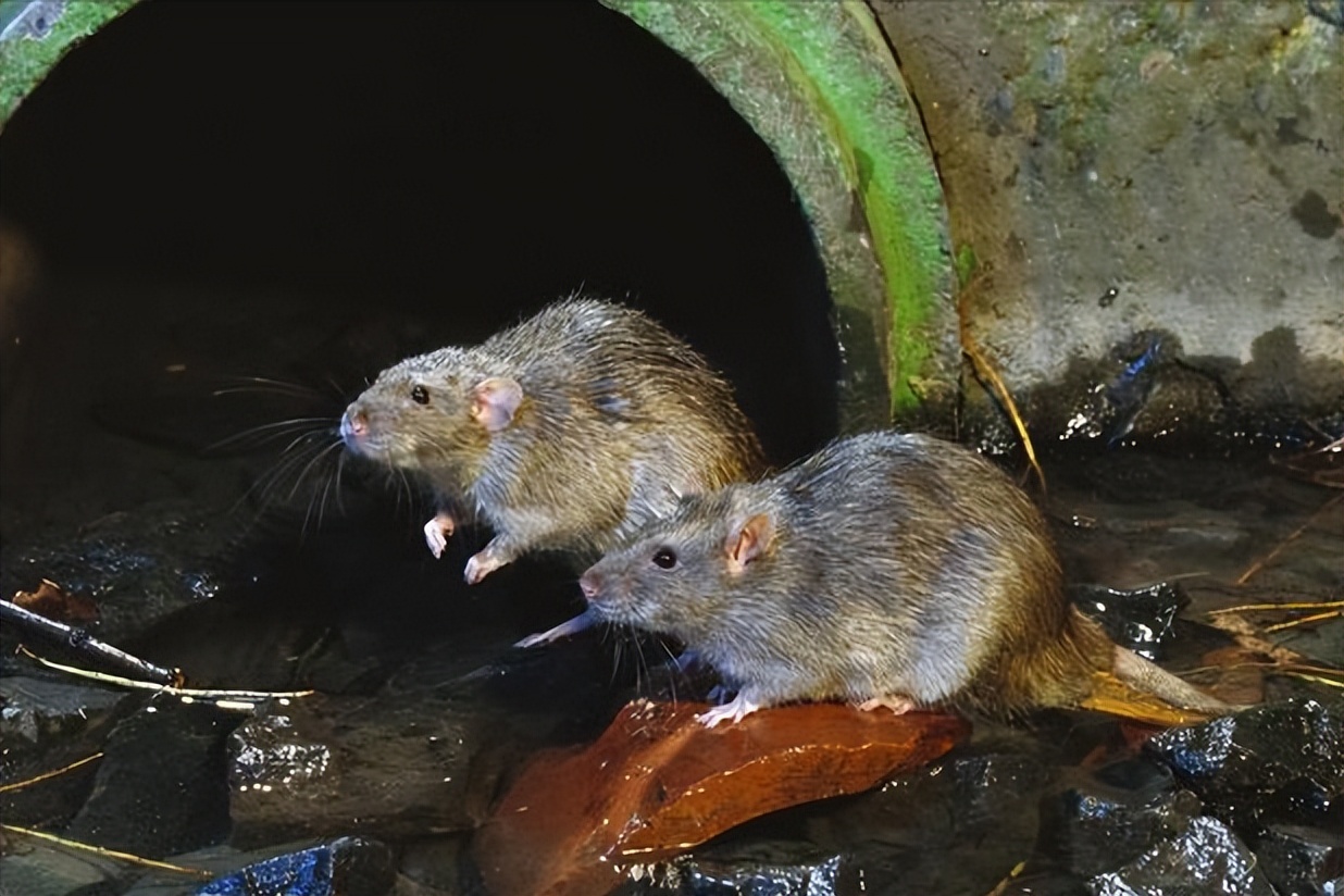 养鸡场数十只小鸡一夜被咬死，凶手竟是老鼠？普通耗子那么厉害？