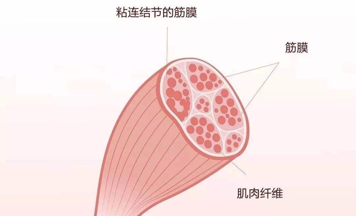 哪款筋膜枪最实用,真正好用的筋膜枪