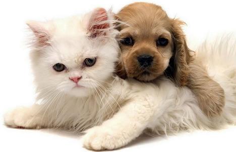 家里的宠物死了还能养吗,宠物在家里死了有忌讳吗