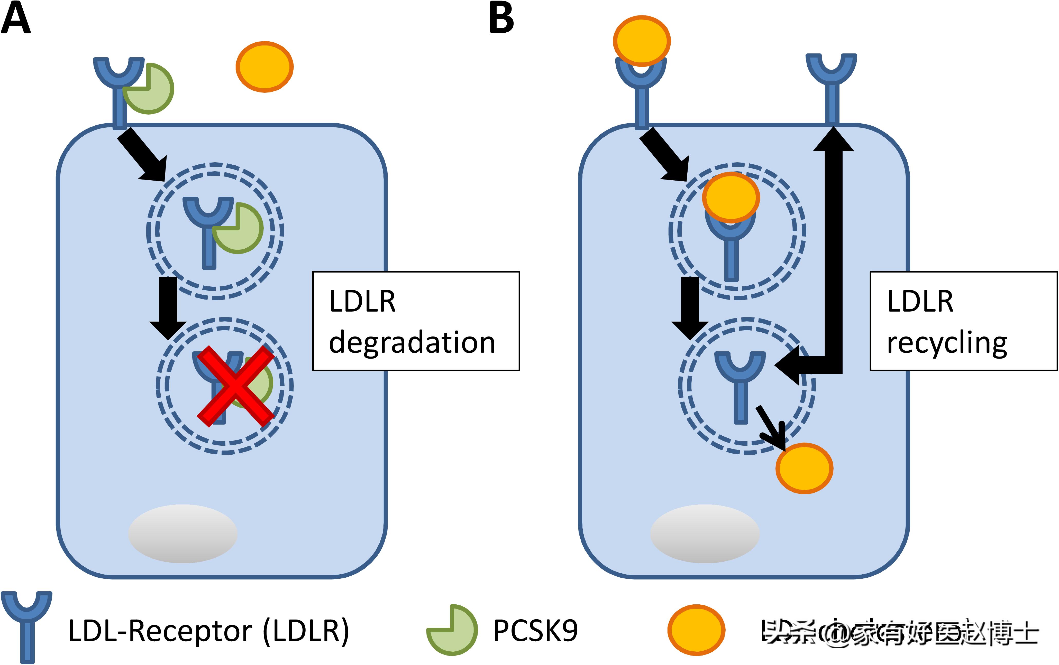 胆固醇多高需要吃他汀降脂药降脂,他汀类药降胆固醇又降脂吗