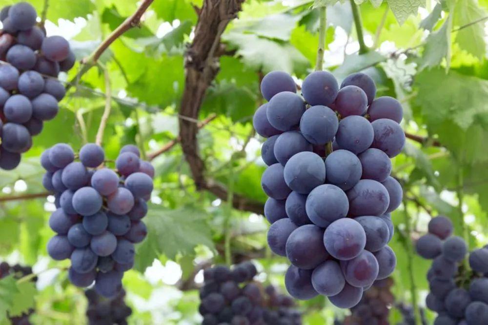 为何中国水果在日本如此畅销,日本天价水果