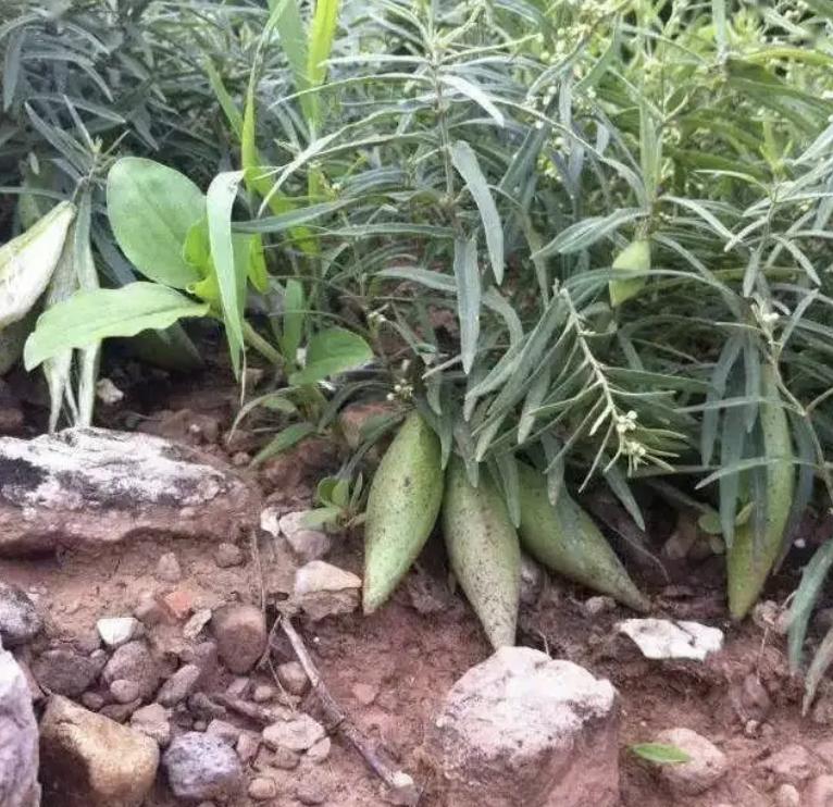 在农村路旁，若是碰到1种“羊奶瓜”，别乱踩踏，价值堪比甜瓜