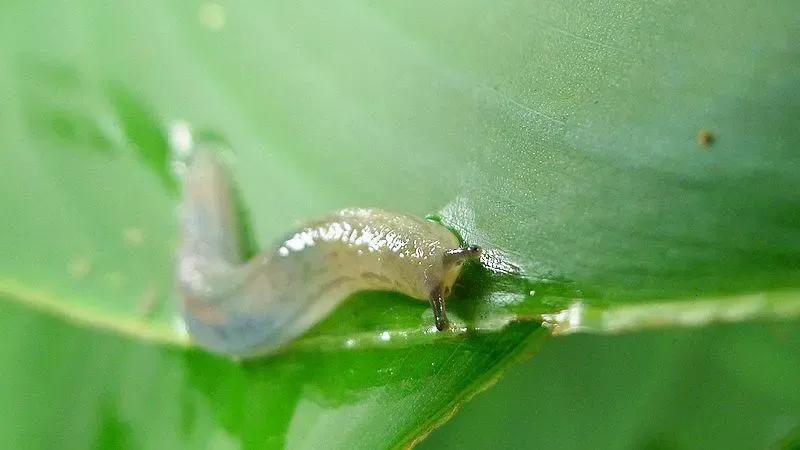 菜地里的蜗牛怎么消灭,菜地消灭鼻涕虫的最佳方法