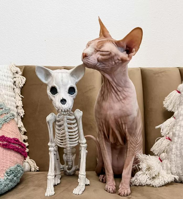 猫咪见到骷髅猫,网友买了一只小猫