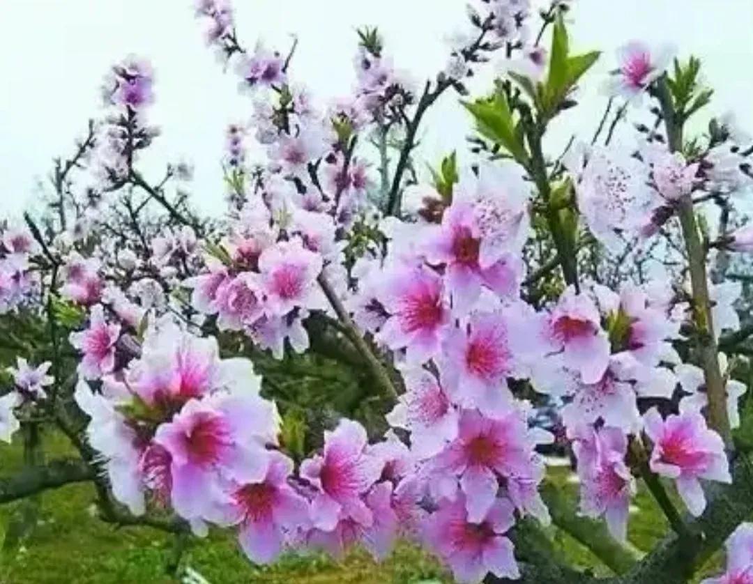 土豆子本人,土豆老婆