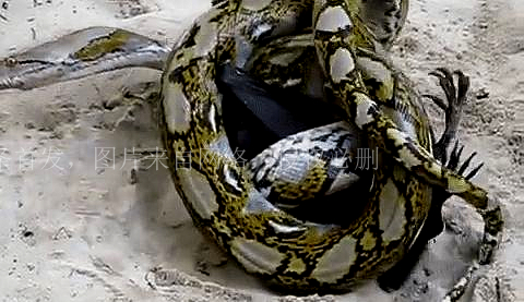 人类如果被蟒蛇活着吞进肚子里，用一把*首匕**能不能自救？