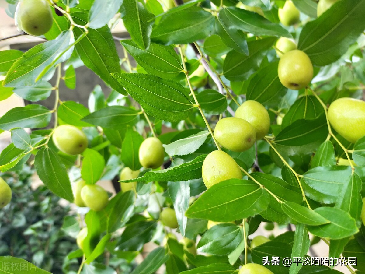 院子种什么花最好风水最旺,院子适合种什么树或花风水好