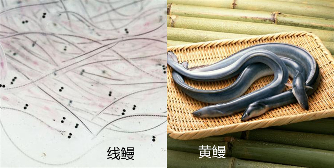 被吃成濒危物种的鱼,被人吃到濒临灭绝的野生动物