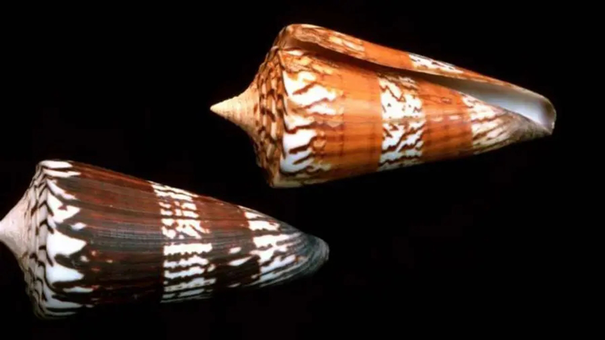 飞速前进的蜗牛：进化速度是哺乳动物的5倍，体内剧毒可毒死成人