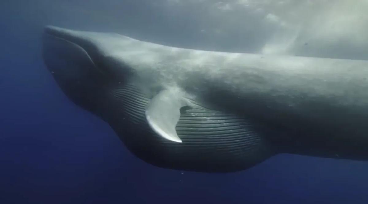 海洋的庞然大物蓝鲸,地球进化史上最大的生物
