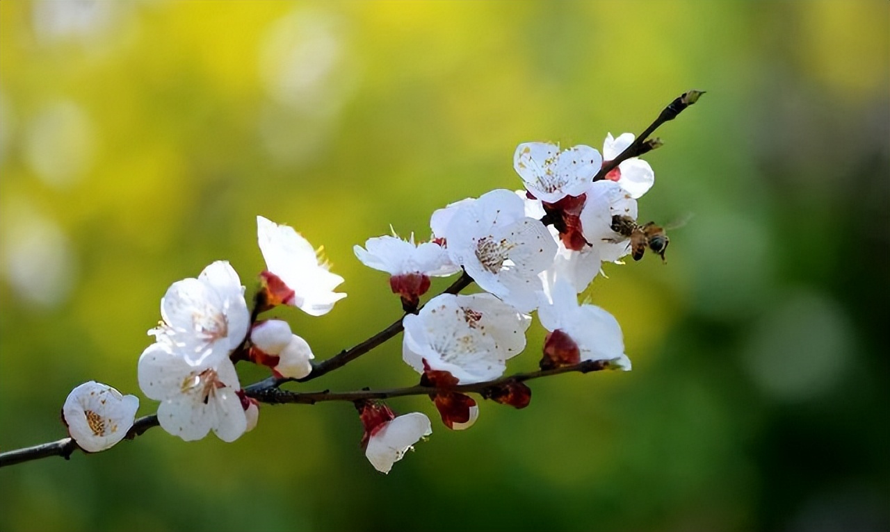 满园春雨杏花红原诗,一夜春雨杏花红