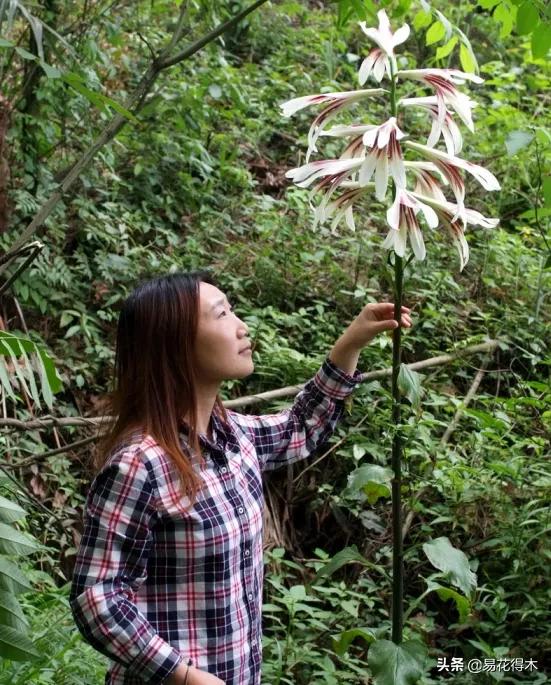 不可思议！高达两米壮观美丽的“百合王子”——大百合