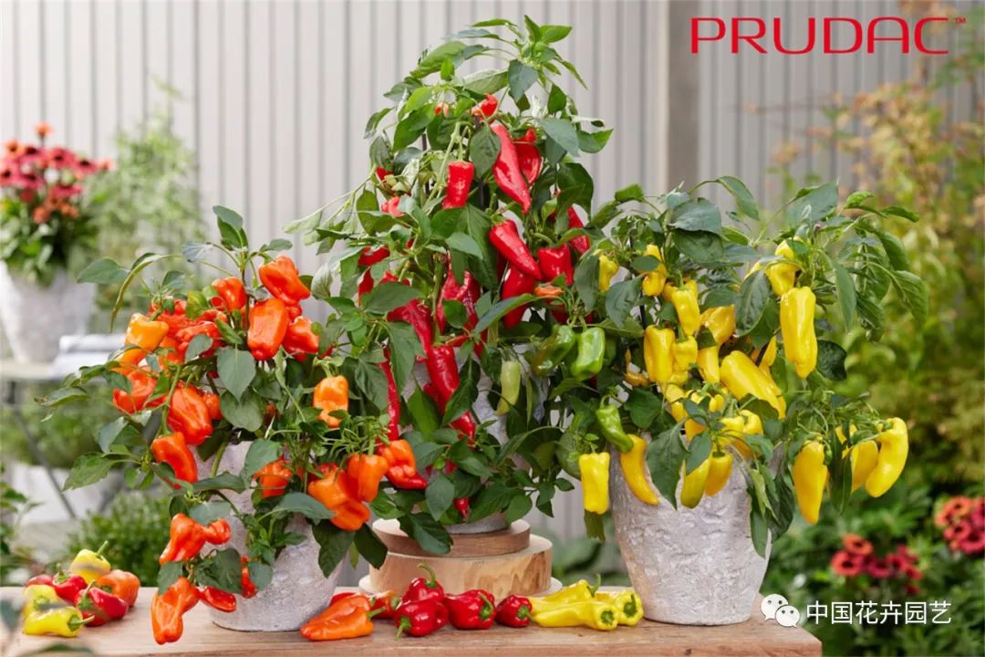 鑺卞崏鍝佺灞曠ず,鏂颁紭鑺卞崏鍝佺灞曠ず