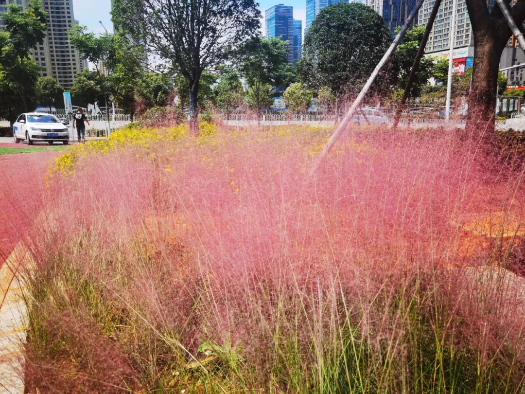 街心花园附近拍照打卡点,街心花园打卡