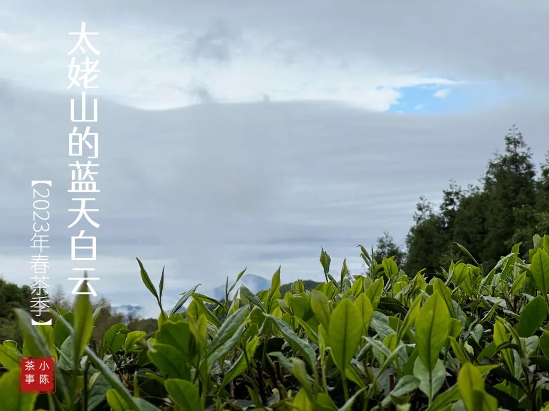 茶掌柜和入门级茶友,茶掌柜知识分享