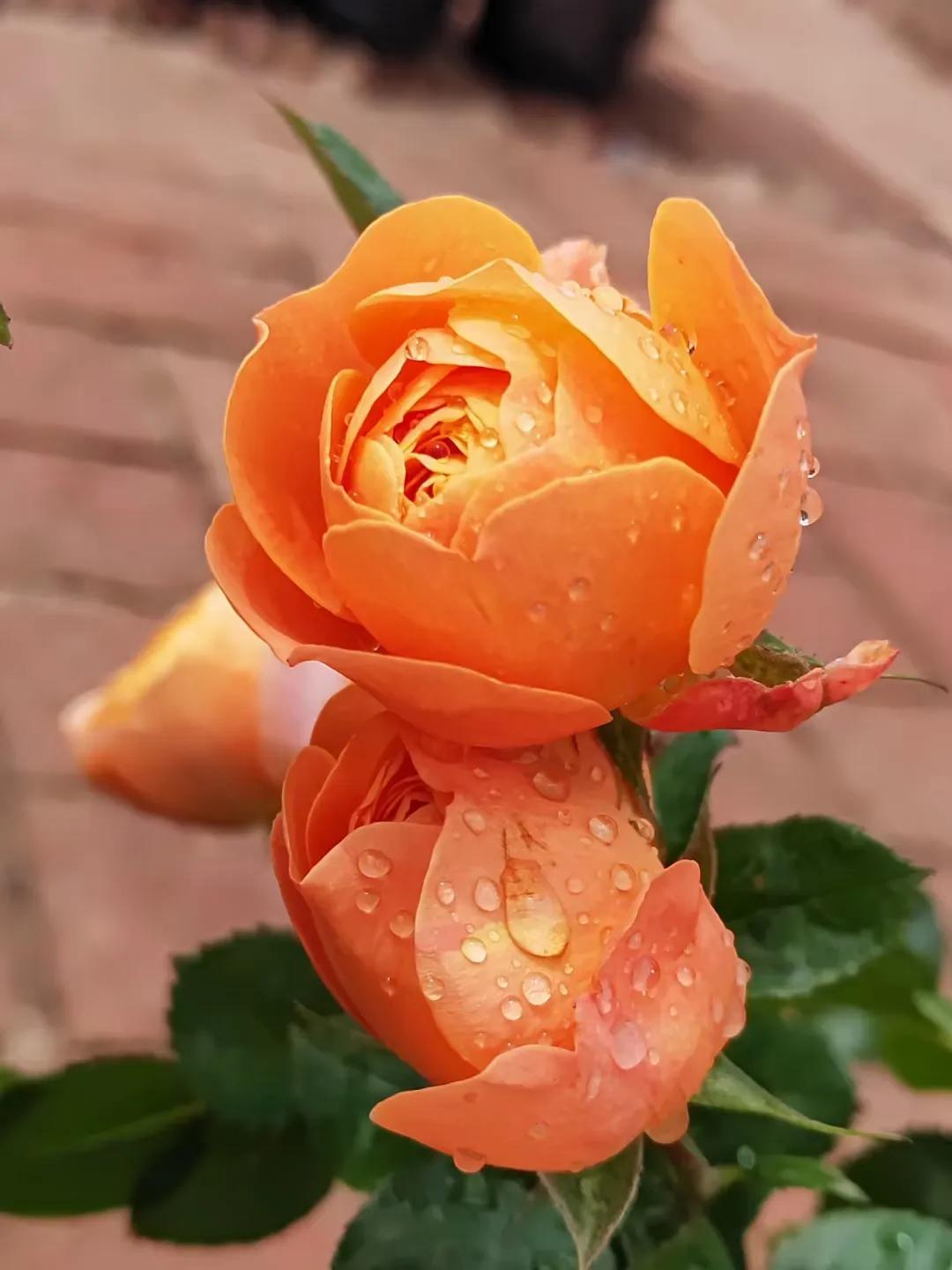 看淡一切生活皆美好,生活的美好是内心的淡定和从容