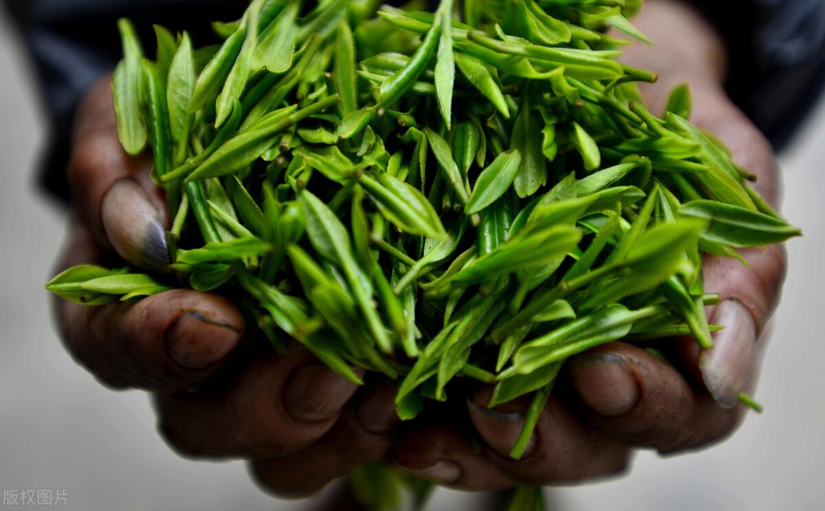 贵州最香的茶是什么茶类,贵州最出名的茶是什么茶