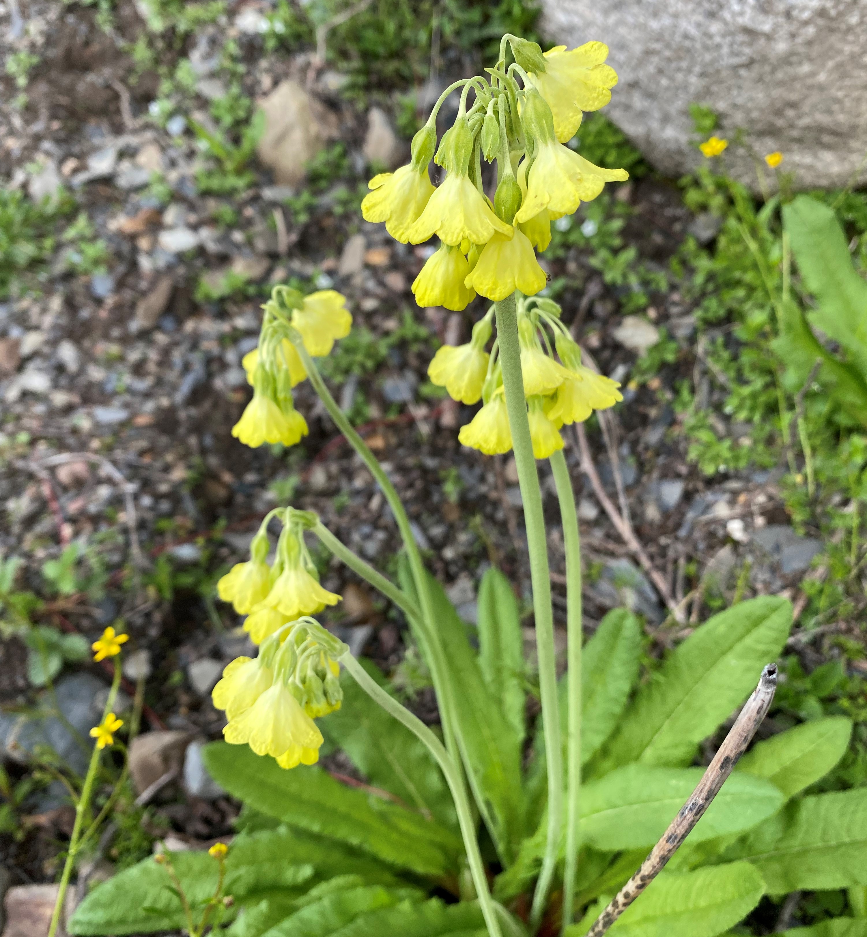 理塘格聂神山怎么走,理塘格聂神山故事