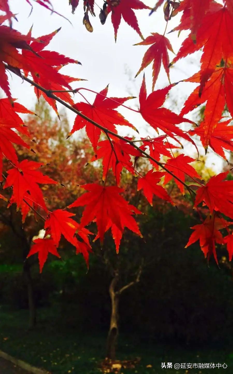 陕西宾馆迎来最佳观花赏景季节,陕西宾馆内景色