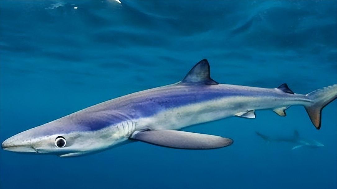 小型淡水观赏鲨鱼饲养方法,淡水鲨鱼有人工养殖的吗